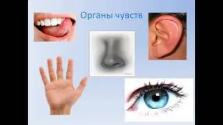 Презентация Мы познаем окружающий мир с помощью органов чувств