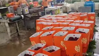 Плантация роз в Эквадоре Ceres Farms. Цех обработки розы.
