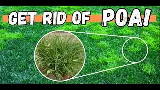KILL POA ANNUA FAST with this One Simple Trick!