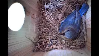 Bluebird Incubating Eggs