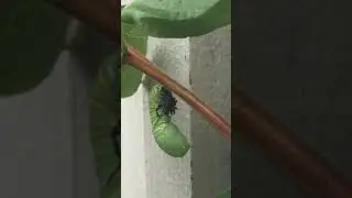 Monarch caterpillar turning into chrysalis