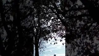 Под каштаном у деревни дураков.