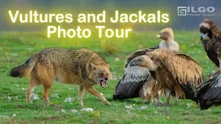 Vultures and Jackals Photo Tour - April 2025