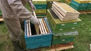 Подсадка матки в семью