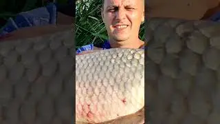 Риболовля на Дністрі #fishing  #carp #carpfishing