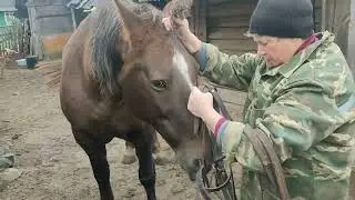 👍Покупка хорошей лошади 🐎по кличке Лань тяж🤗