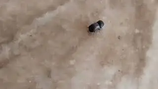 Baby Beetle
