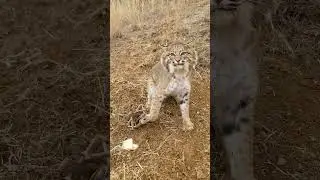 Huge Bobcat 