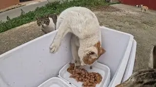 The stray cat wanted to be the first to taste the food, even if it was an effort.