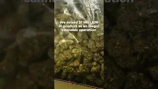 A late night illegal cannabis raid in the Bronx.