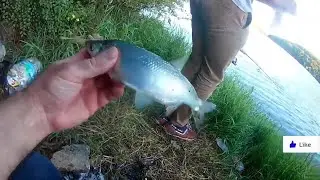 Ömerli Barajı Gökçenez (Akbalık) Avı (🐟PART 2🐟)