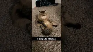 I risked it ALL with my Cat to answer THE question… is the belly safe to touch?