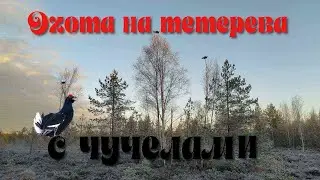Охота на тетерева с чучелами