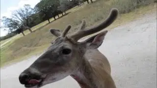 Cutest Animals Compilation