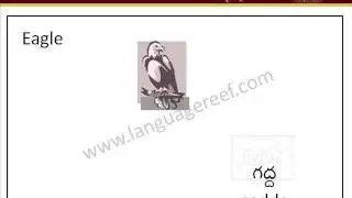 Learn Telugu Birds picture dictionary