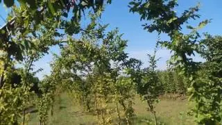 Граб обыкновенный формированный | Plante.md