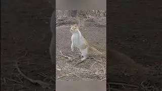 А вы знали, что коты так могут? #михаилбартош #юмор_от_михаила