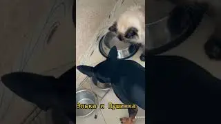 Пушинка и Элвис друзья. Кот и собака! #котисобака #собакадругчеловека #цвергпинчер #кошкапушинка