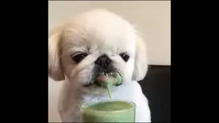 Cute Dogs compilation 1
