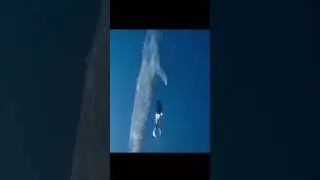 How big is a whale than a human #shorts #viral #video