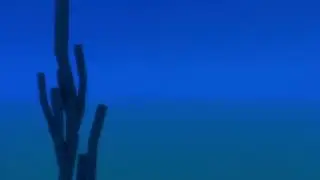 🪸