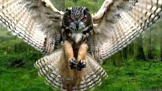 Why Owls Have Long Legs?