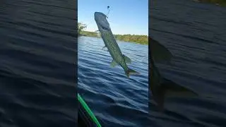 Pickerel fight! #fishing #lake
