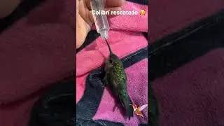 Colibrí rescatado ya está mejorando 🥰