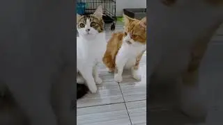 Sejodoh kucing cat breed