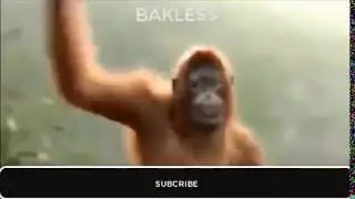 Funny Animals Craziest Mashup Ever 😂😂#funnyvideo #funnyvideo #funnyshorts #funnyadds