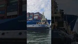 🚢ULTRA LARGE Container Ship VS Tug