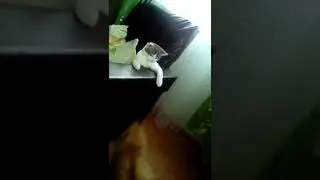 ПЕРВОЕ ЗНАКОМСТВО КАТЕНКА И ЩЕНКА