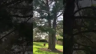 Big #pine #tree# #at #the #park #short#