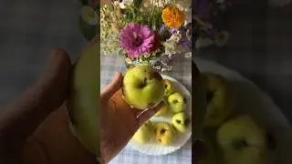 Сезон шарлотки🍏