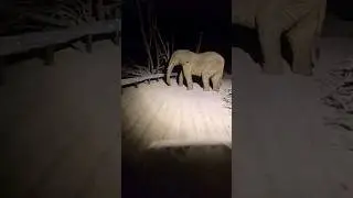 giant animal on the road #specialeffects #animals #edit  #elephant