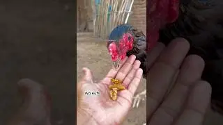 Black mushka Aseel eats almonds for healthy body #youtube #viralvideo #viralreels
