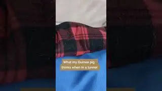 What my Guinea pig thinks whilst in a tunnel 