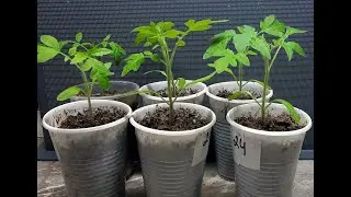 🍅 Не совершайте этой Ошибки при выращивании РАССАДЫ ТОМАТОВ!  Пикировка ТОМАТОВ без Заморочек!