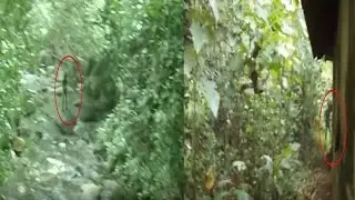 As Melhores Aparições de Criaturas Estranhas