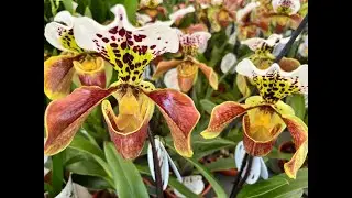 Una vuelta por la Exposición Nacional de Orquídeas