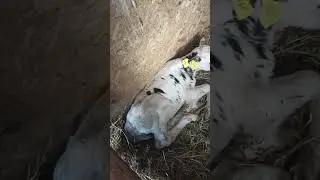 Новые жители/)))