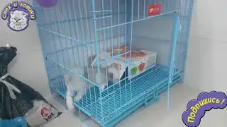 Котёнок Нашёл Выход !