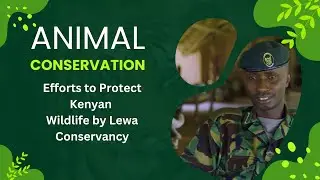 Efforts to protect Kenya's wildlife -  🎥 Martin Buzora
