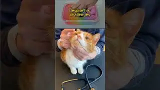 Blind Cat Rescue #cats