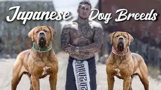 10 Amazing Japanese Dog Breeds
