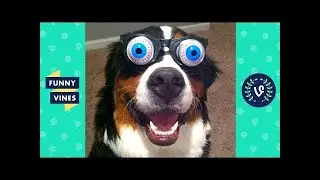 Funny Animals Videos Compilation 2018 - ❤Best Pet Videos | Funny New Vines V2