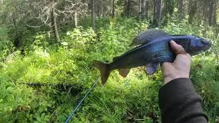 Крупный хариус на мормышку в ручьях среди бескрайних болот.Часть вторая.