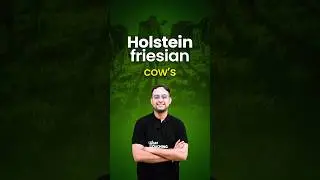 || Holstein Friesian ||