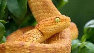Emerald Assassins: The Untold Tale of the Bush Viper