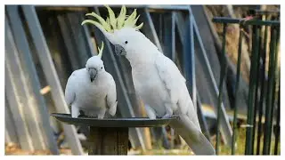 Backyard Beauties